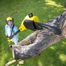 Best Hazardous Tree Removal  in Ahoskie, NC